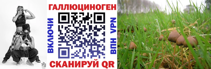 Псилоцибиновые грибы Psilocybine cubensis Кириши